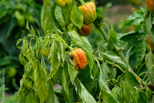 The sweet pepper bush began to dry out. Growing peppers outdoors. Disease of vegetable crops. fusarium wilt. Verticillosis. Pepper bush with withered leaves and fruits. Agro industry.