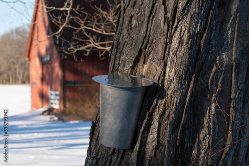 Authentic Maple Bucket Collecting Maple Sap in Front of Red Barn in New Hampshire