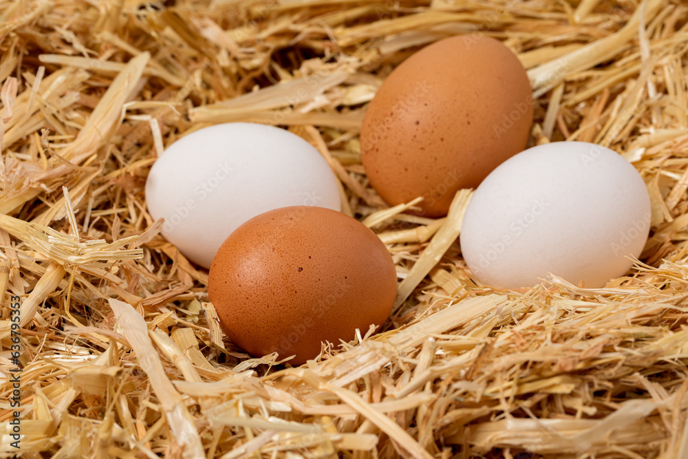 Fresh brown and white chicken eggs in nest of straw. Organic, cage-free and free-range poultry farming concept. Fresh brown and white chicken eggs in nest of straw. Organic, cage-free and free-range poultry farming concept.