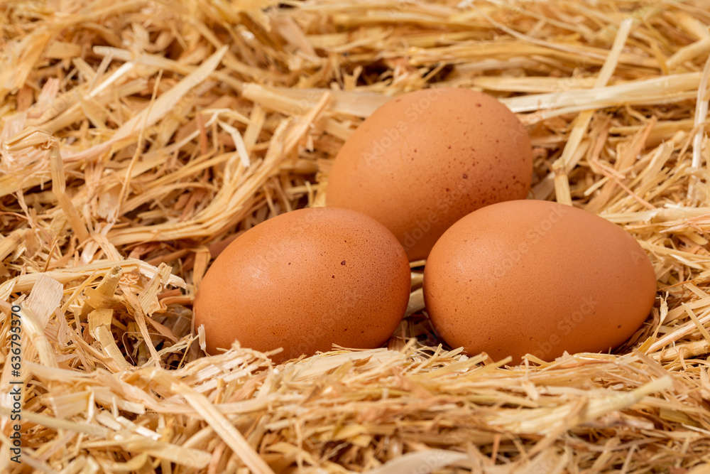 Fresh brown chicken eggs in nest of straw. Organic, cage-free and free-range poultry farming concept. Fresh brown chicken eggs in nest of straw. Organic, cage-free and free-range poultry farming concept.