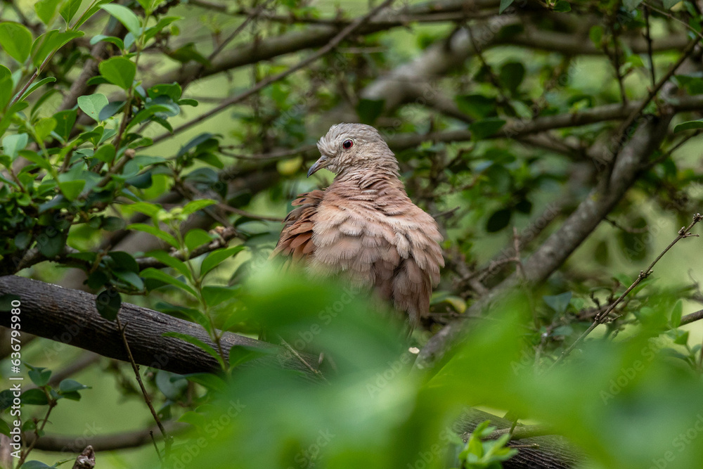 A ruddy ground-dove perched on a branch under rain. It is a small tropical dove from Brazil and South American as know as Rolinha. Species Columbina talpacoti. Animal world. Birdwatching. Birding. A ruddy ground-dove perched on a branch under rain. It is a small tropical dove from Brazil and South American as know as Rolinha. Species Columbina talpacoti. Animal world. Birdwatching. Birding.