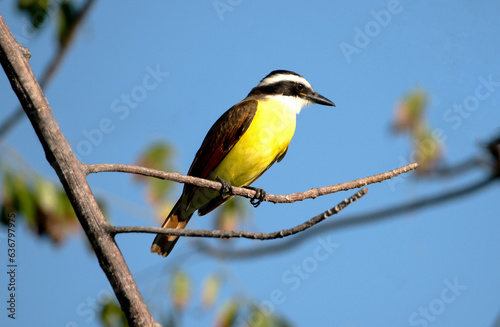 A Great Kiskadee is perched in a tree dis[playing it's gorgeous coloration. photo