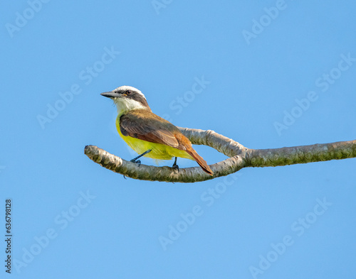 A Great Kiskadee is perched in a tree dis[playing it's gorgeous coloration. © photobyjimshane