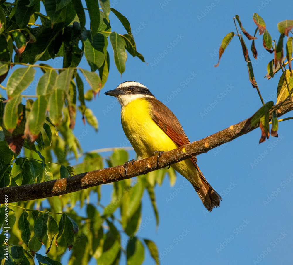 A Great Kiskadee is perched in a tree dis[playing it's gorgeous coloration. A Great Kiskadee is perched in a tree dis[playing it's gorgeous coloration.