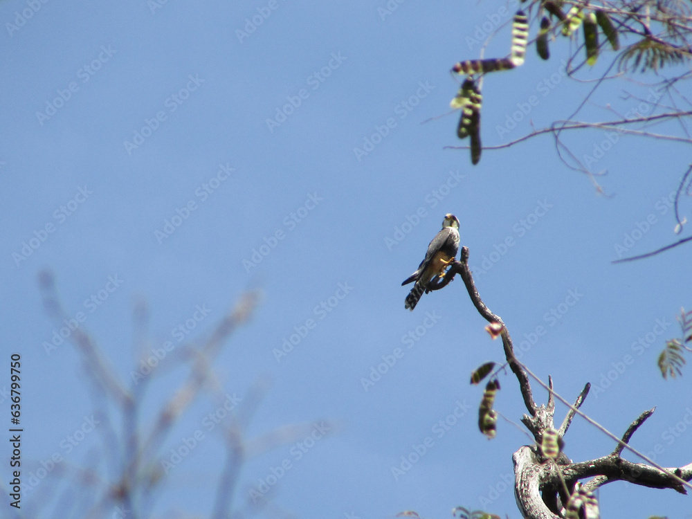 A beautiful collared falcon Falco femoralis perched on the treetop A beautiful collared falcon Falco femoralis perched on the treetop