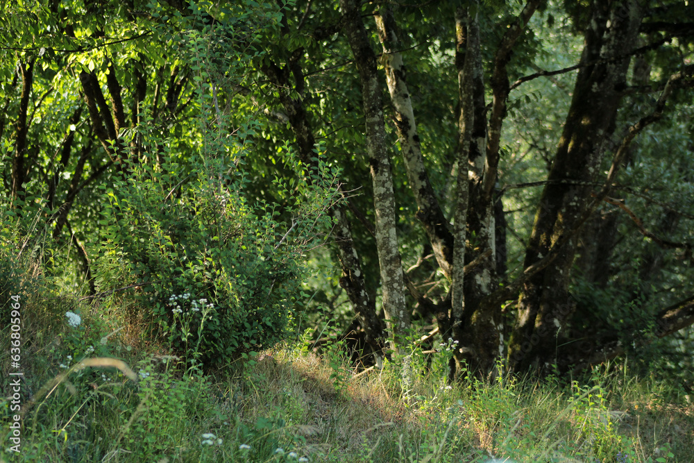 Fototapeta premium Forest Light