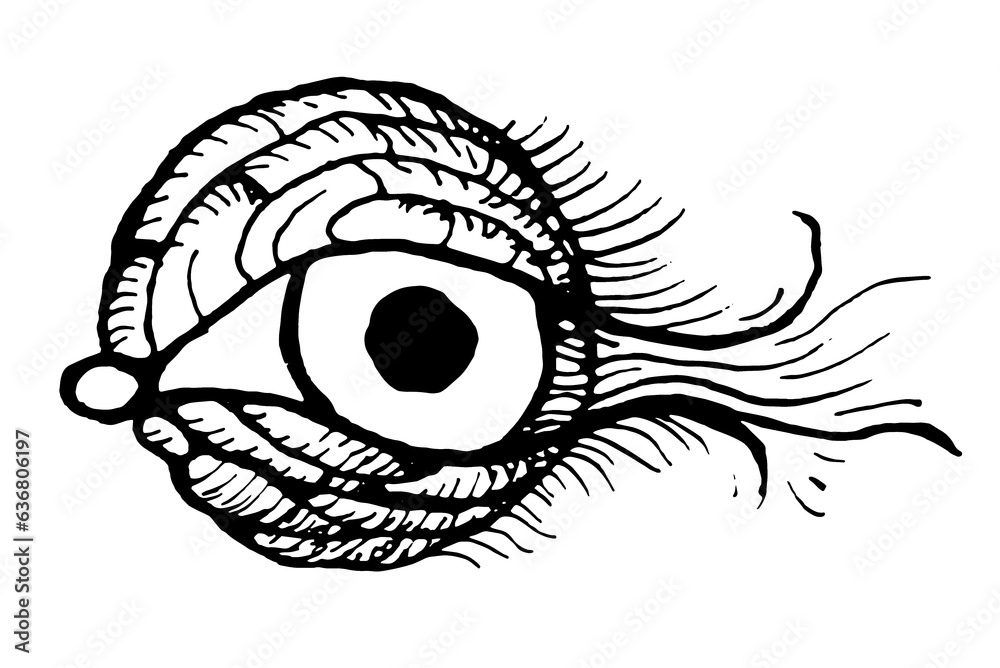 Obraz premium Twig branch eyes eyelashes pupils piercing gaze cartoon tattoo print stamp