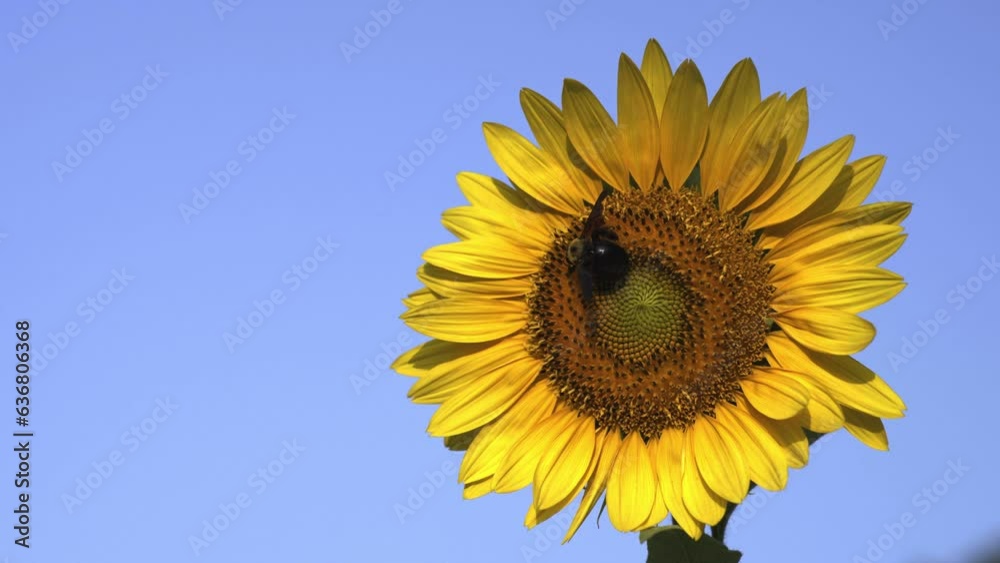 Tokyo, Japan - August 20, 2023: A carpenter bee on sunflower on blue sky background
Tokyo, Japan - August 20, 2023: A carpenter bee on sunflower on blue sky background