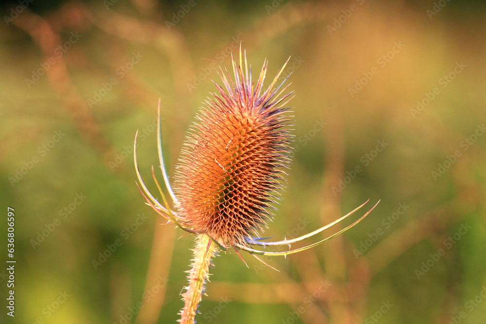 teasel plant early morning sunlight soft background teasel plant early morning sunlight soft background