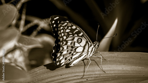 butterfly on a branch
