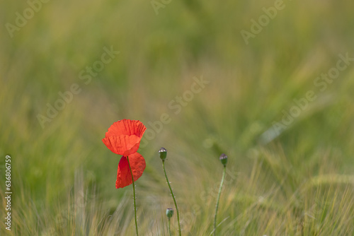 a single red poppy in the field.