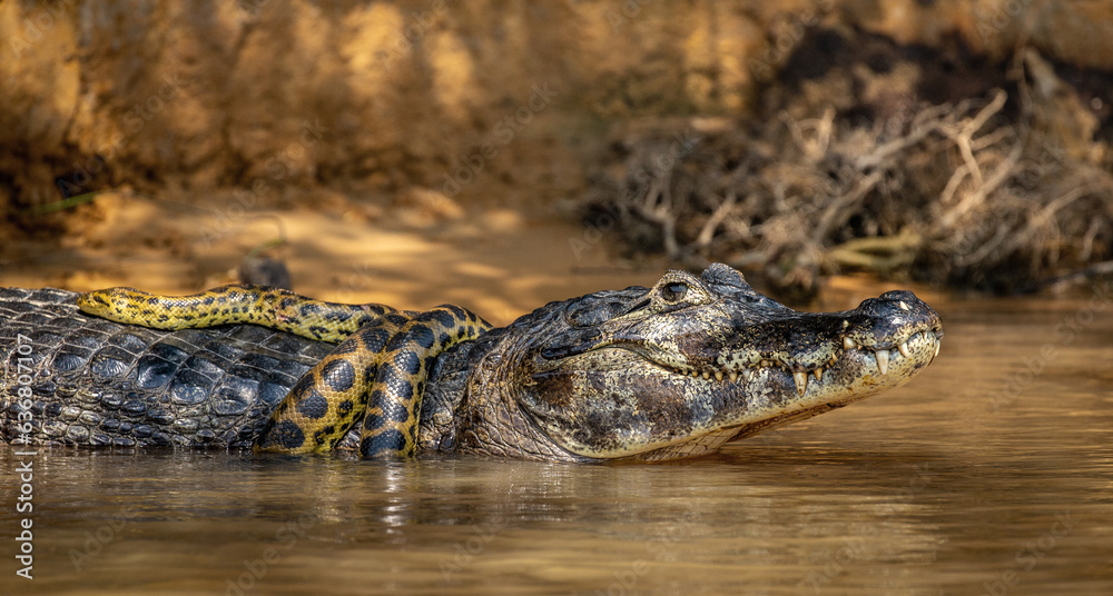 Obraz premium Cayman (Caiman crocodylus yacare) vs Anaconda (Eunectes murinus). Cayman caught an anaconda. Anaconda strangles the caiman. Brazil. Pantanal. Porto Jofre. Mato Grosso. Cuiaba River.