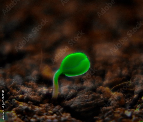 sprout in the ground