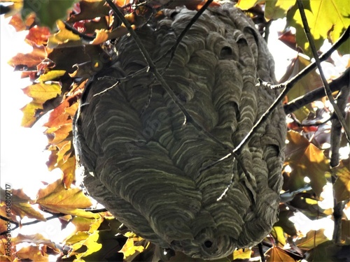 A huge active and beautiful wasp nest.