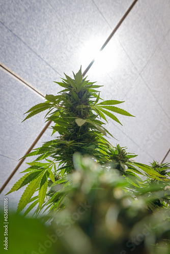Marihuana plant growing in a indoor farm.