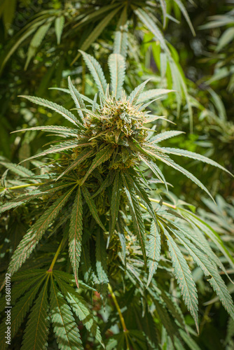 Marihuana plant growing in a indoor farm.