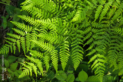 Green fern leaves in forest, closeup