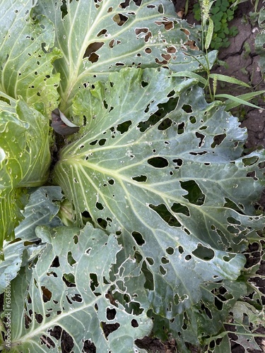 Cabbage damaged by slugs. Damaged cabbage from pests in the garden photo