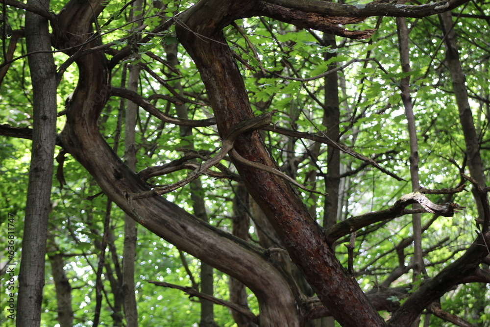 Fototapeta premium Creepy and twisted dead tree in the forest