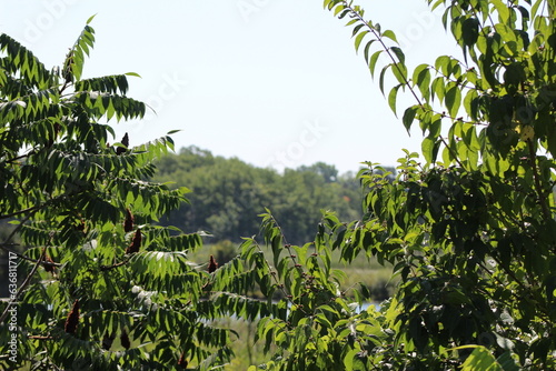 Looking out over a pond and at the forest beyond, with sumac and buckthorn in the foreground photo