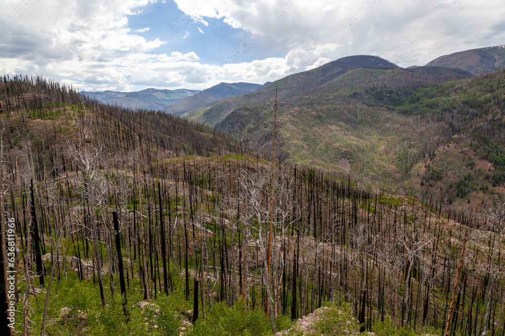 San Juan Mountains Forest Fire Regrowth San Juan Mountains Forest Fire Regrowth