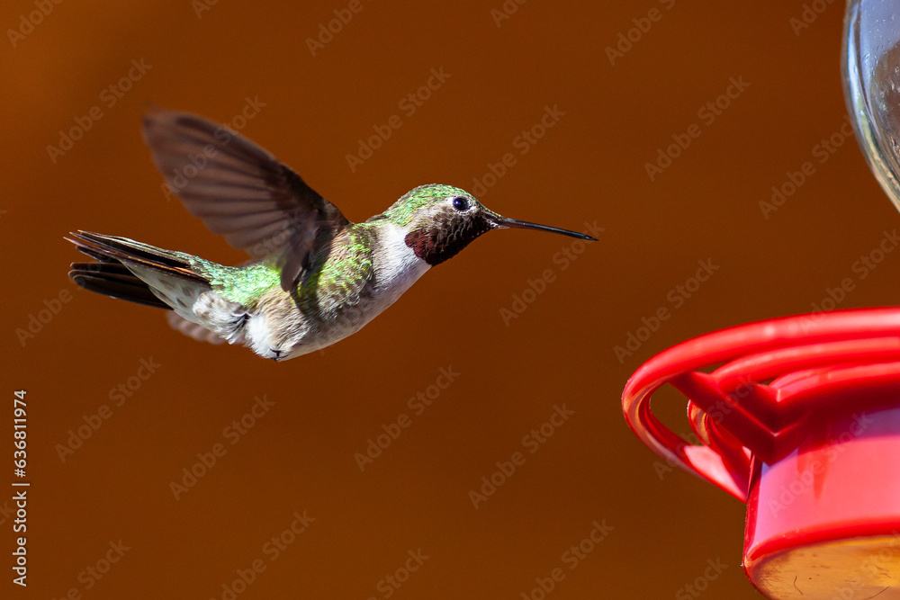 Fototapeta premium Hummingbird at Feeder