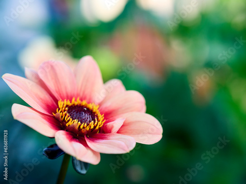 a flower