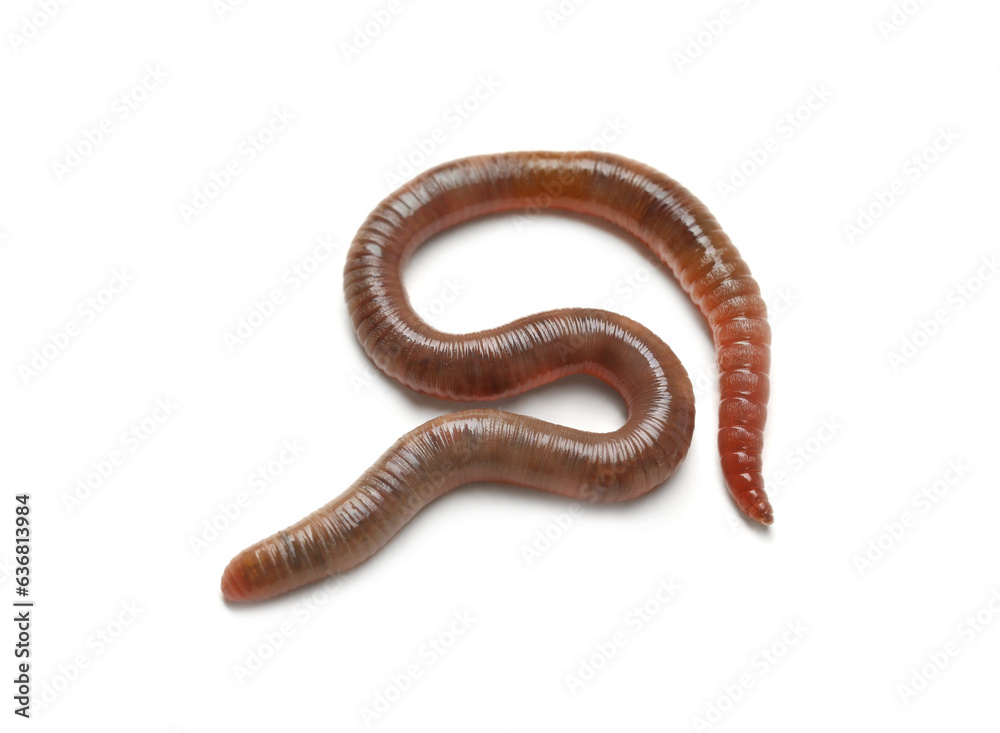 One earthworm isolated on white. Terrestrial invertebrates One earthworm isolated on white. Terrestrial invertebrates