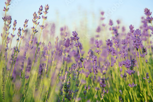 Beautiful blooming lavender growing in field, closeup