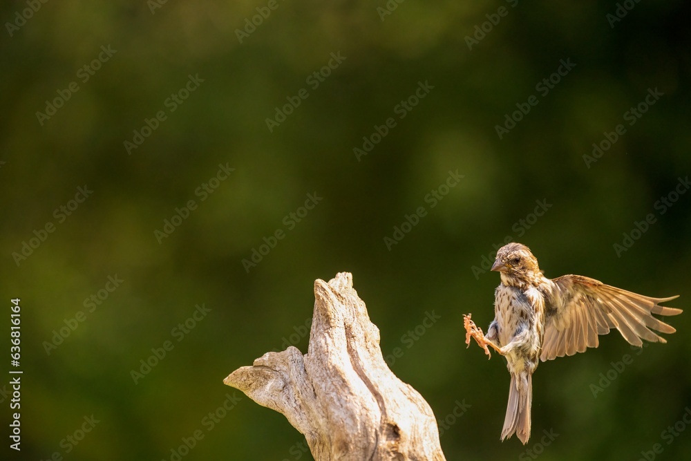 Purple Finch in flight to driftwood Purple Finch in flight to driftwood