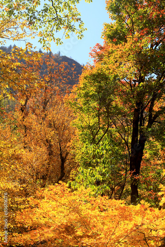 Tennessee forest in fall.