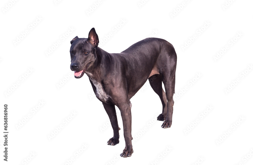 Fototapeta premium Black asian street dog isolated on white backgroundA black dog on the ground Black dog lying on the concrete floor.