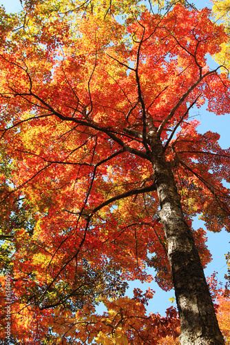 Tennessee forest in fall.