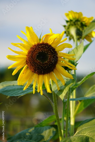 sunflowers in the garden