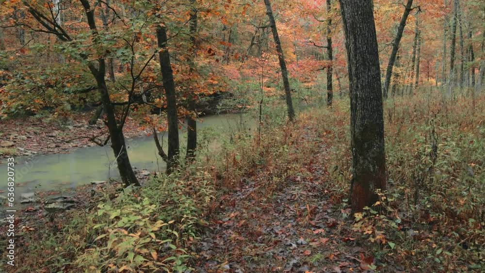 Dark and moody autumn forest path with creek and stream of water dappled with colorful fall leaves in Arkansas woods Dark and moody autumn forest path with creek and stream of water dappled with colorful fall leaves in Arkansas woods