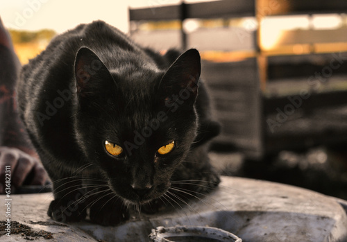 Gato Negro photo