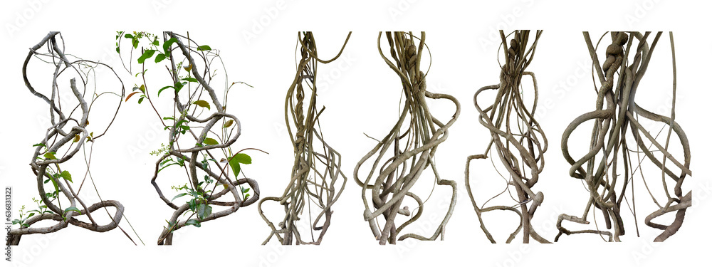 Big set Forest tree trunks with climbing vines twisted liana plant and green leaves  isolated on white background, clipping path included. - obrazy, fototapety, plakaty 
