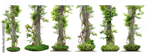 Big set Forest tree trunks with climbing vines twisted liana plant and green leaves  isolated on white background, clipping path included.