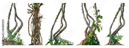 Big set Forest tree trunks with climbing vines twisted liana plant and green leaves  isolated on white background, clipping path included.