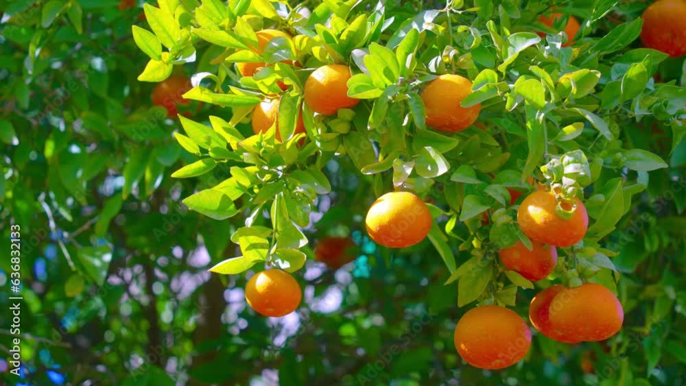 Orange in Soller, Mallorca, Spain Orange in Soller, Mallorca, Spain