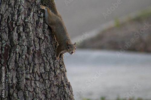 squirrel on tree
