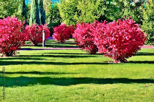 Fragment of the autumn park . Winged euonymus Compactus is a perennial shrub that impresses with its beauty.