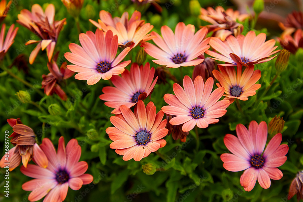 Fototapeta premium Beautiful colorful daisy flowers growing in a summer garden near Monterey California