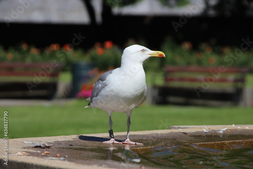 Photography European Herring Gull (Larus argentatus), Oslo, Norway.