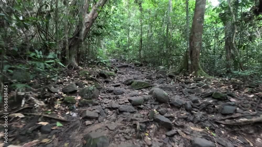 Tropical rainforest hiking walk pathway camping in forest nature recreation Tropical rainforest hiking walk pathway camping in forest nature recreation