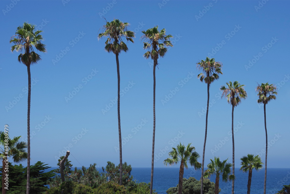 California Fan Palms at the La Jolla Waterfront