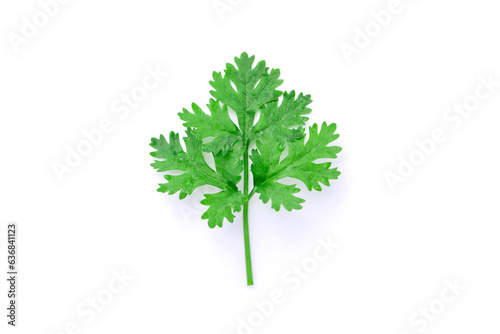 Coriander leaves isolated on white background , top view , flat lay.