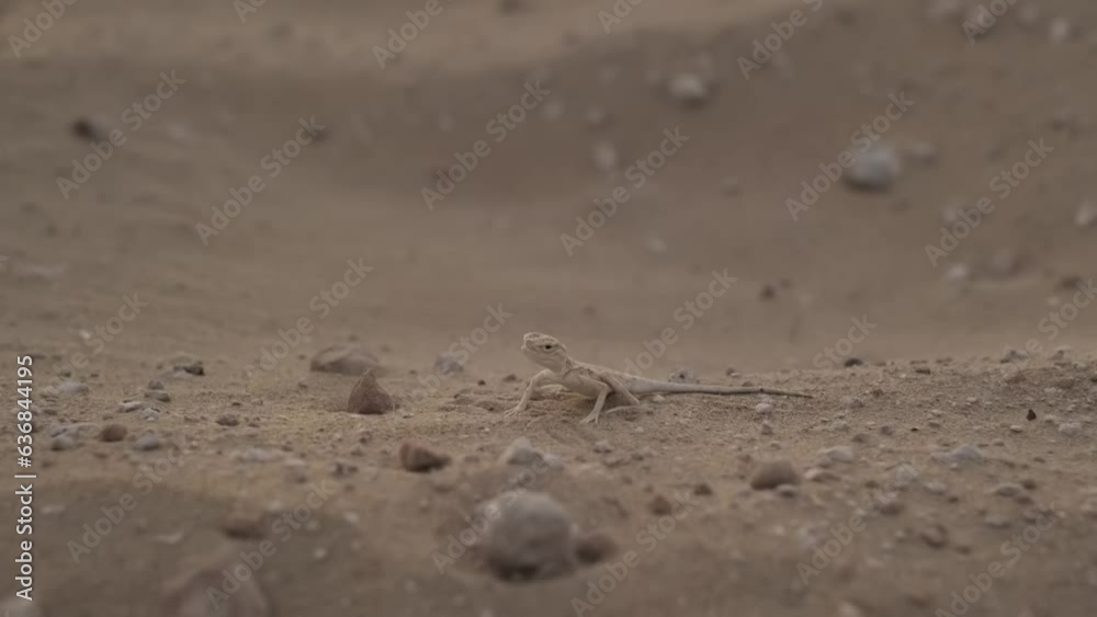 Small brown lizard on the desert sand among small stones Small brown lizard on the desert sand among small stones