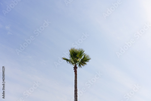 palm tree against blue sky © ginocchio