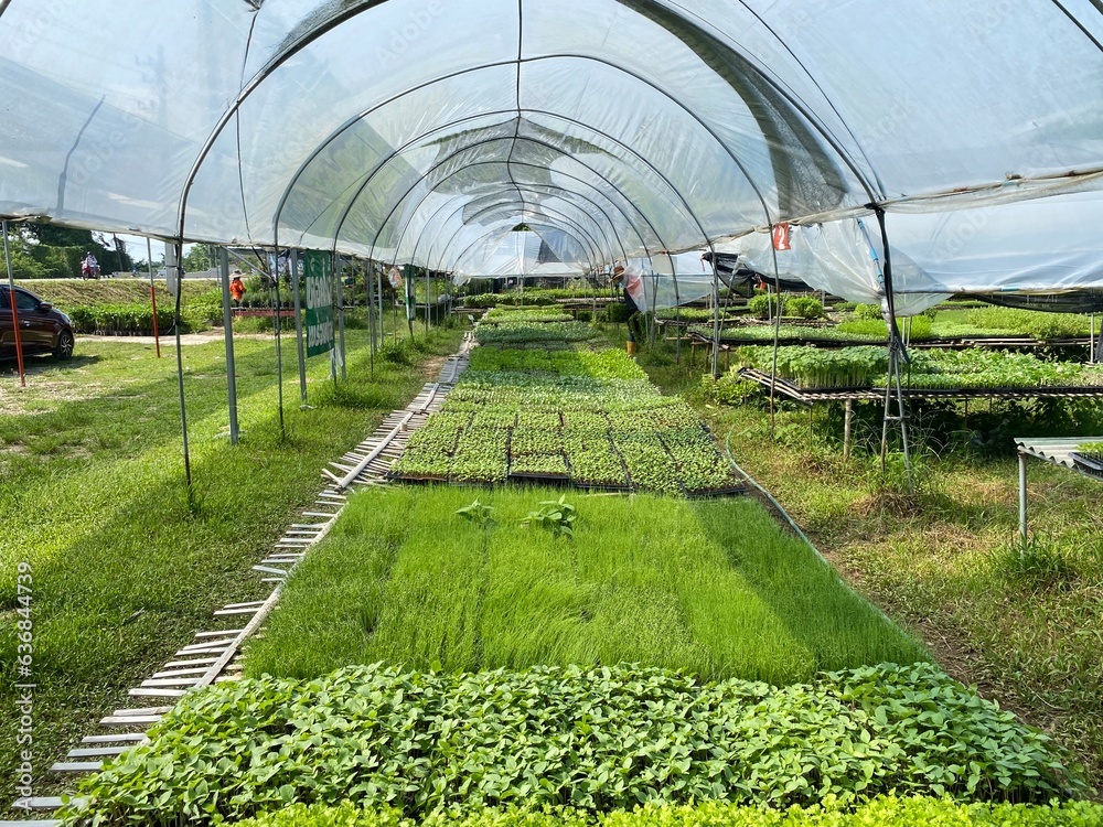 plants in greenhouse plants in greenhouse